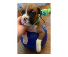 Boxer puppies for sale - 5