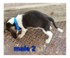 6 Beagle puppies available
