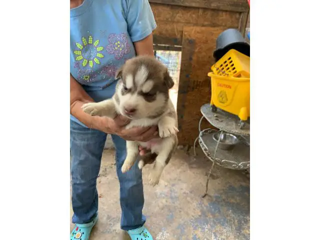 2 adorable male fluffy Husky puppies