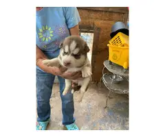 2 adorable male fluffy Husky puppies