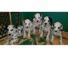 Purebred Dalmatian puppies