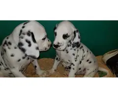 Purebred Dalmatian puppies - 2