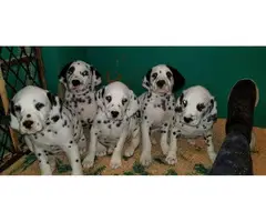 Purebred Dalmatian puppies - 3