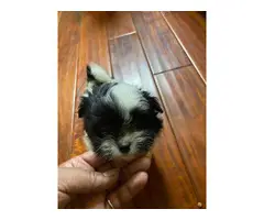 2 male Havanese puppies for sale