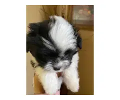 2 male Havanese puppies for sale