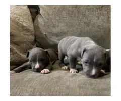 4 Pitbull puppies looking for a new home - 2