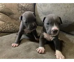 4 Pitbull puppies looking for a new home - 3