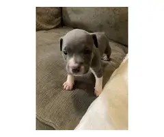 4 Pitbull puppies looking for a new home - 4