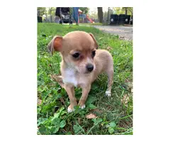 2 months old teacup apple head Chihuahua
