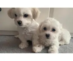 Vaccinated Male And Female Maltese Puppies For Sale