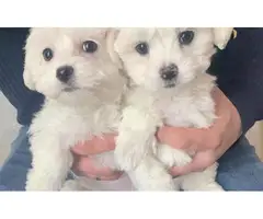 Vaccinated Male And Female Maltese Puppies For Sale - 2
