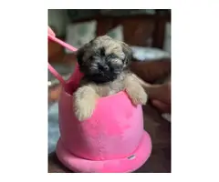 10 weeks old fullblooded Female Shih Tzu puppy for sale - 1
