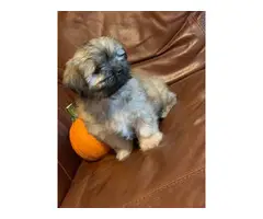 10 weeks old fullblooded Female Shih Tzu puppy for sale - 4
