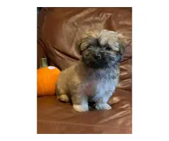 10 weeks old fullblooded Female Shih Tzu puppy for sale - 6