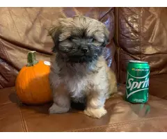 10 weeks old fullblooded Female Shih Tzu puppy for sale - 7