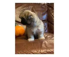 10 weeks old fullblooded Female Shih Tzu puppy for sale - 8