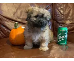 10 weeks old fullblooded Female Shih Tzu puppy for sale - 9