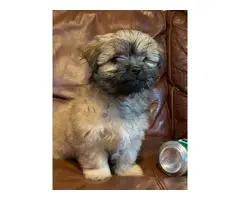 10 weeks old fullblooded Female Shih Tzu puppy for sale - 10