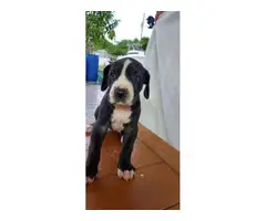3 Great Dane pups for sale - 1
