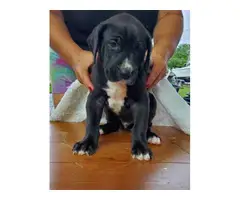 3 Great Dane pups for sale - 2