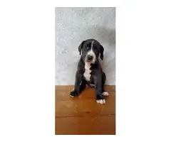 3 Great Dane pups for sale - 3