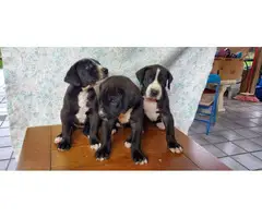 3 Great Dane pups for sale - 4