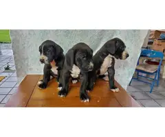 3 Great Dane pups for sale - 5