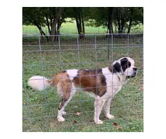 Male Saint Bernard dog for sale - 2