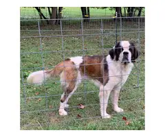Male Saint Bernard dog for sale - 3