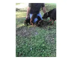 Chocolate lab puppies - 1