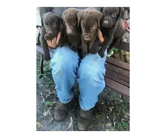 Chocolate lab puppies - 6