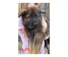 6 Purebred German Shepherd Puppies for sale - 2