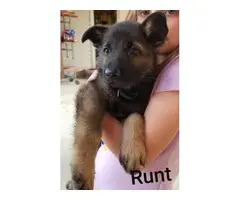 6 Purebred German Shepherd Puppies for sale - 6