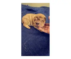 5 Shar-pei puppies for sale