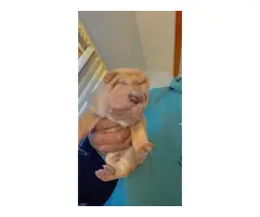 5 Shar-pei puppies for sale - 3