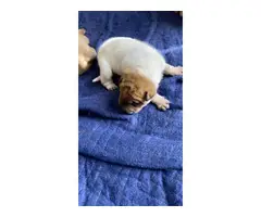 5 Shar-pei puppies for sale - 4