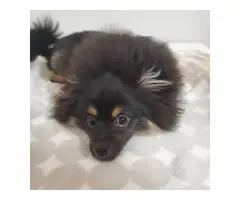 6 months old Teddy Bear Pomeranian for Sale - 5