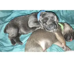 1 male 1 female Cane Corso Puppies for Sale