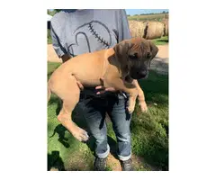 AKC Great Dane Pups for Sale - 3