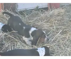 9 weeks old Purebred Bassett Hound puppies - 3