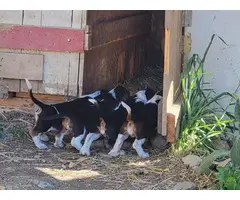 9 weeks old Purebred Bassett Hound puppies - 5