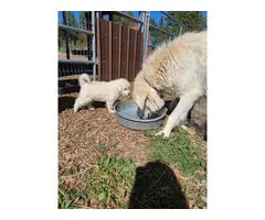 Great Pyrenees puppies - 7
