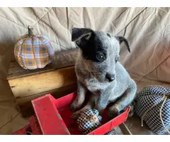Heeler puppies for sale - 11