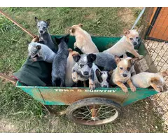Heeler puppies for sale - 14
