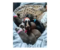 6 beautiful Boston terrier puppies - 2