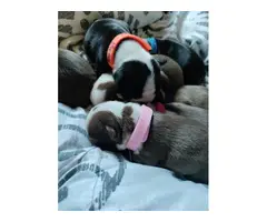 6 beautiful Boston terrier puppies