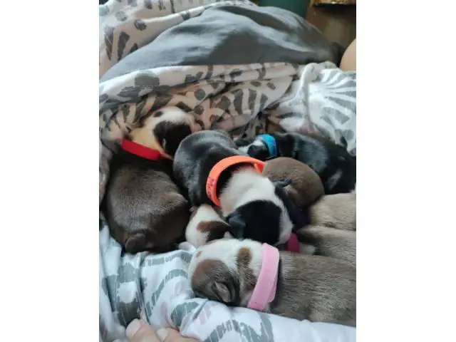 6 beautiful Boston terrier puppies - 4/4