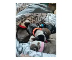 6 beautiful Boston terrier puppies