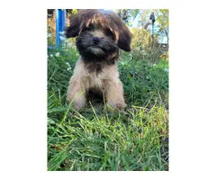 Shorkie puppy for sale