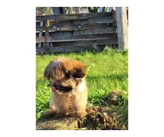 Shorkie puppy for sale - 2
